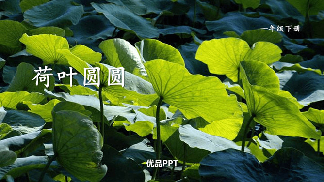 荷叶圆圆PPT课件5