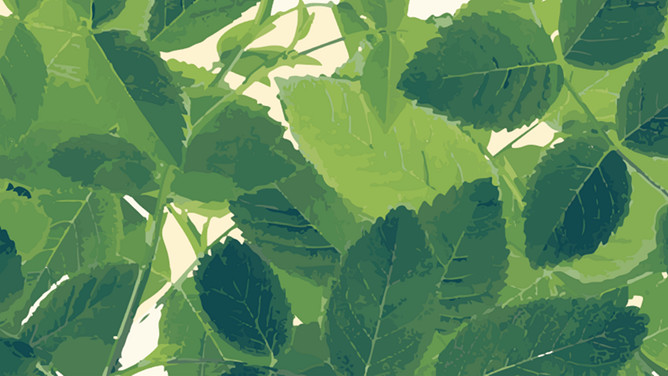 水彩绿色叶子PPT背景